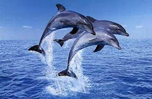 DOLPHIN FACTS