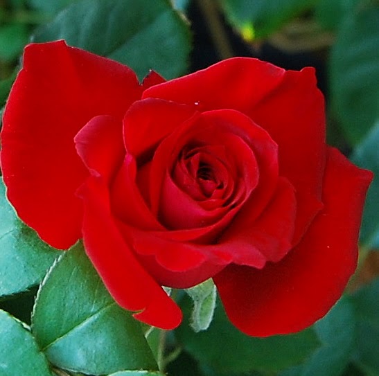 A Caribbean Garden Roses