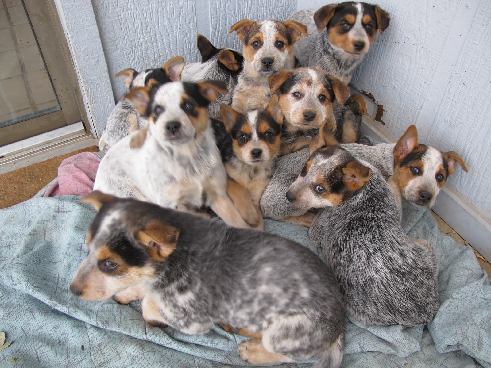 Heeler Pups Dog Pile!