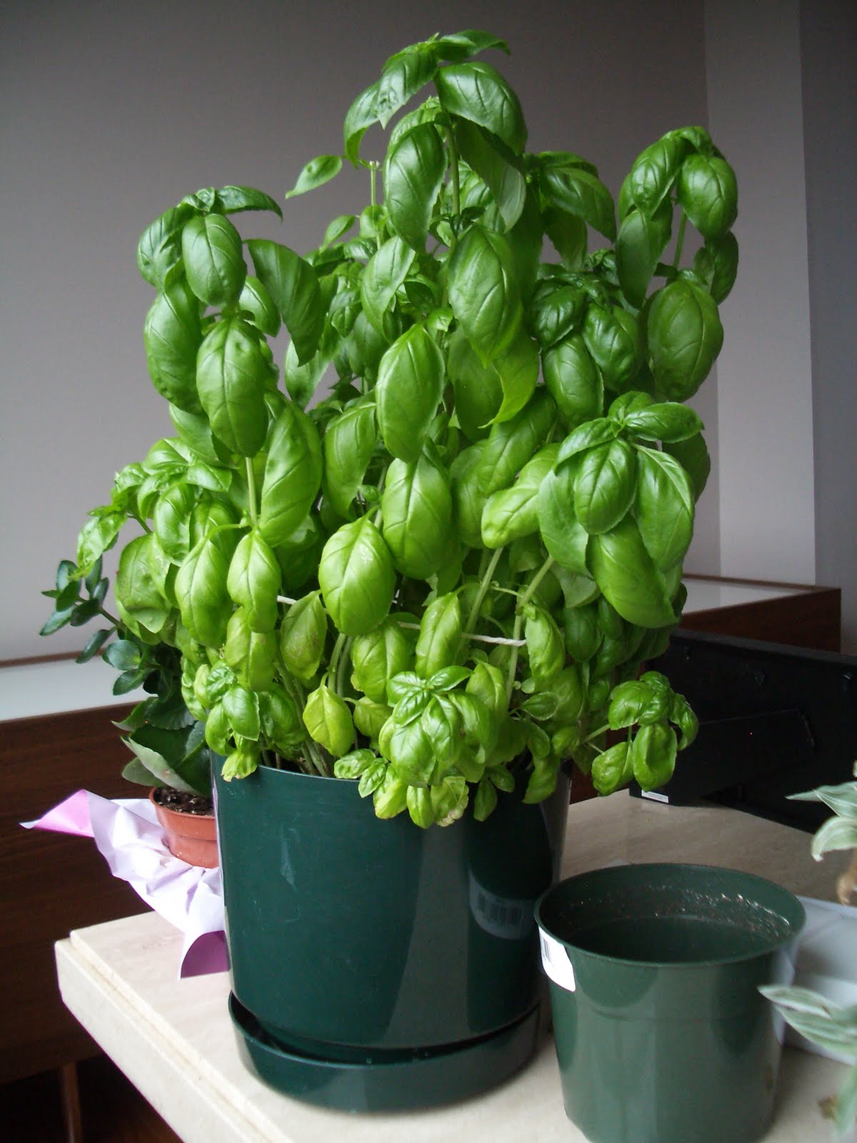 THE Martha...Fung RIP, My Sweet Basil