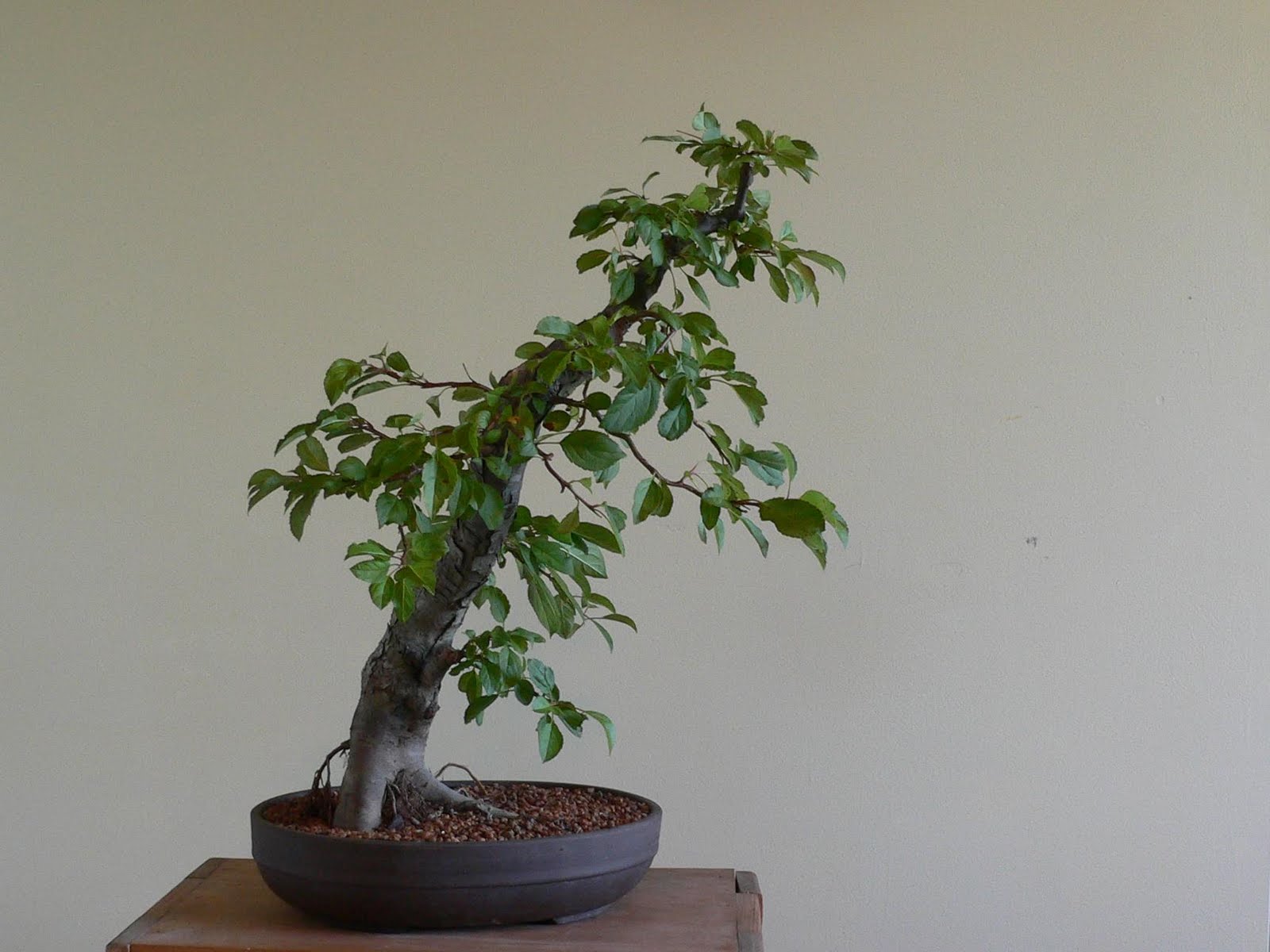 Apple Tree Bonsai