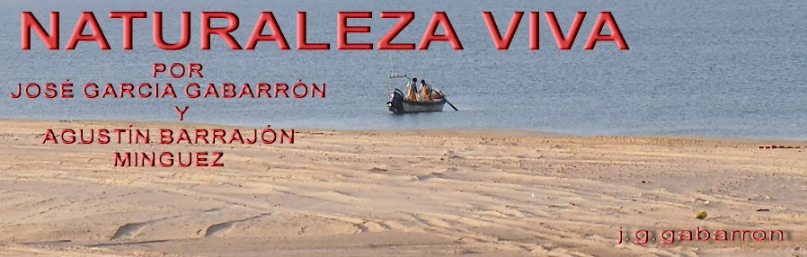 Naturaleza Viva