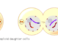 Telophase Diagram Telophase Diagram