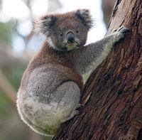 oso koala