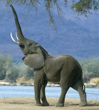 elefante