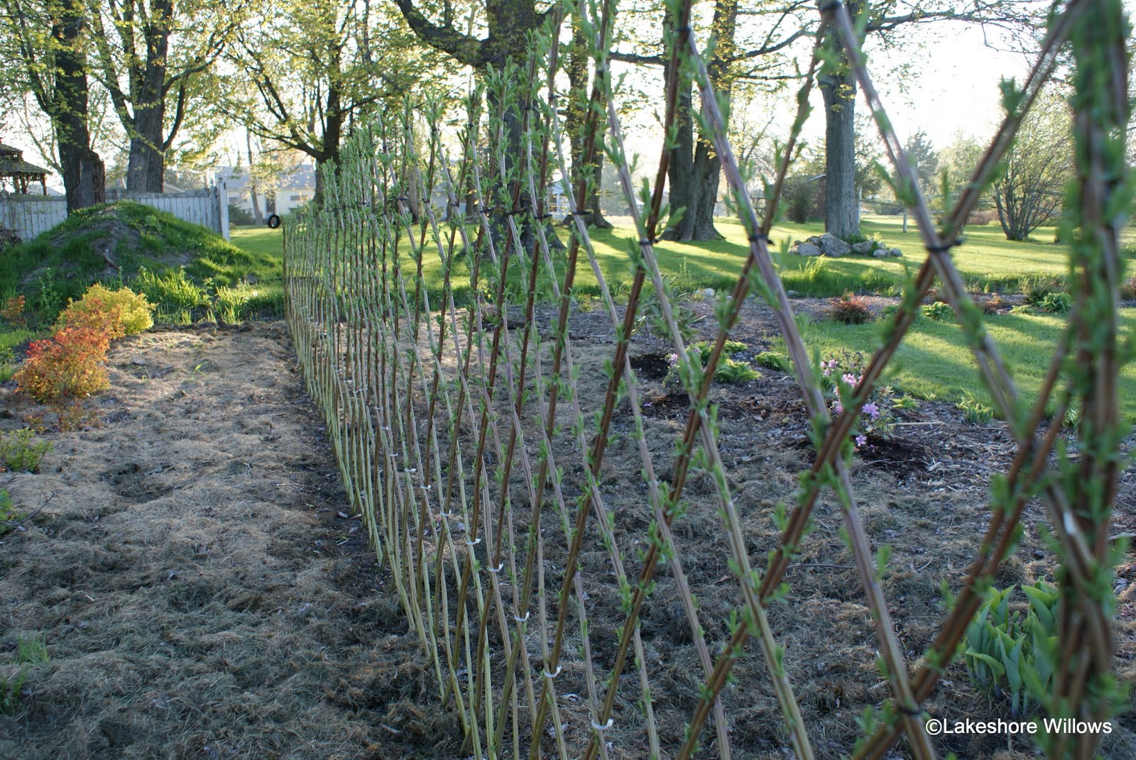 Living Willow Fencing