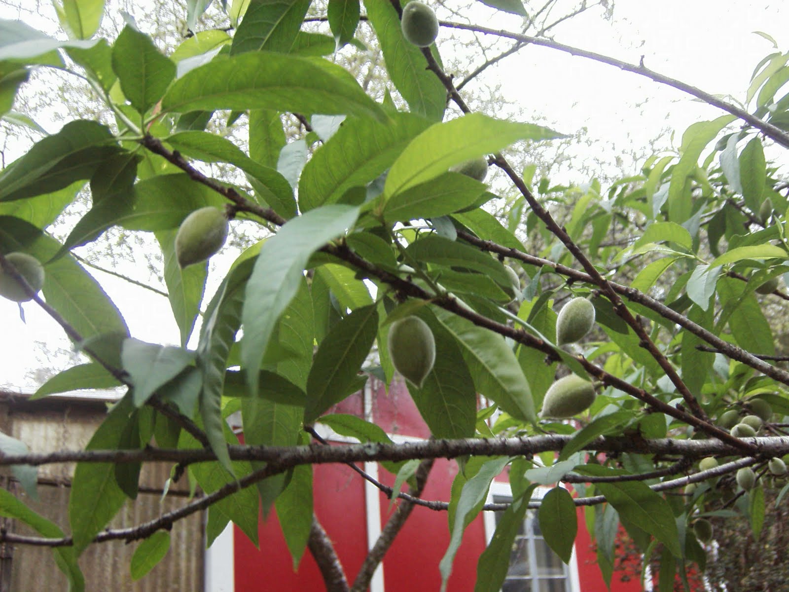 Garden Adventures Thinning peaches