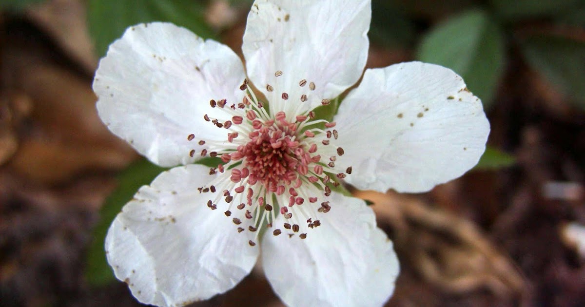 Garden Adventures Dewberry (Rubus trivialis)