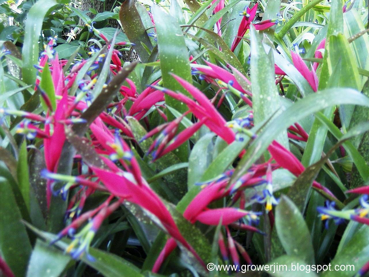 garden adventures billbergia saundersii garden adventures billbergia saundersii