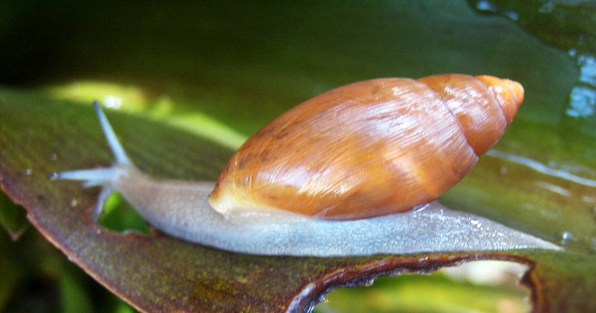 Garden Adventures Creature Feature the "good" snail