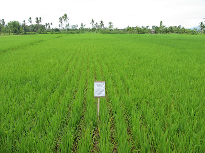 Rice Farm Kananga Leyte