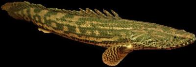 Bichir Lapradi