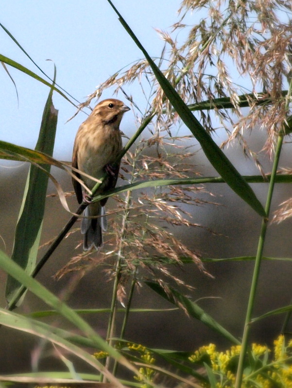 ベニマシコ メス おまさのこっそり野鳥日記