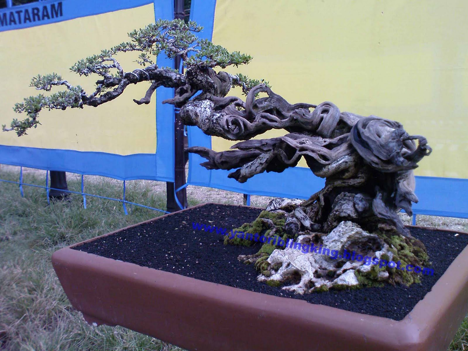 Journey To The Eastquot Bonsai Indonesia Journey To The Eastquot Bonsai Indonesia