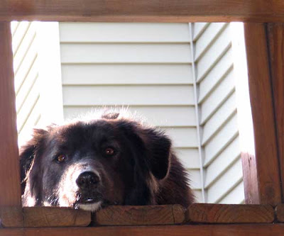 dog