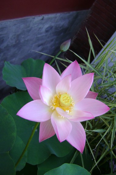 Lotus Flower at the Summer Palace