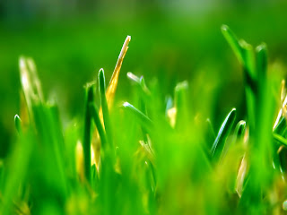 Windows Vista Green Wallpaper