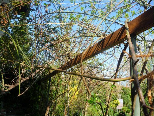 Meine grüne Leidenschaft: Pergola wird erneuert