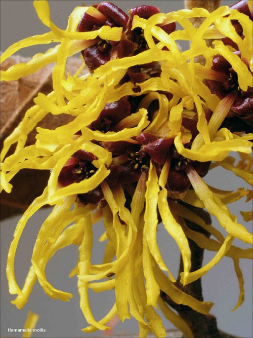 [Hamamelis+mollis.jpg]