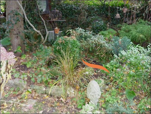 Clematis Clematislieferung Ende November