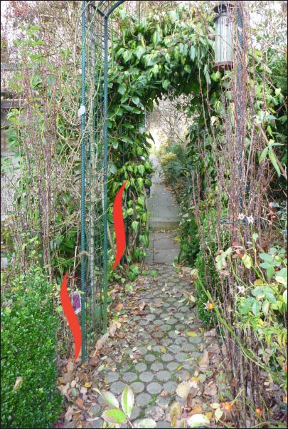 Clematis Clematislieferung Ende November