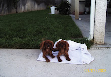 Stan & Susan's Dogs