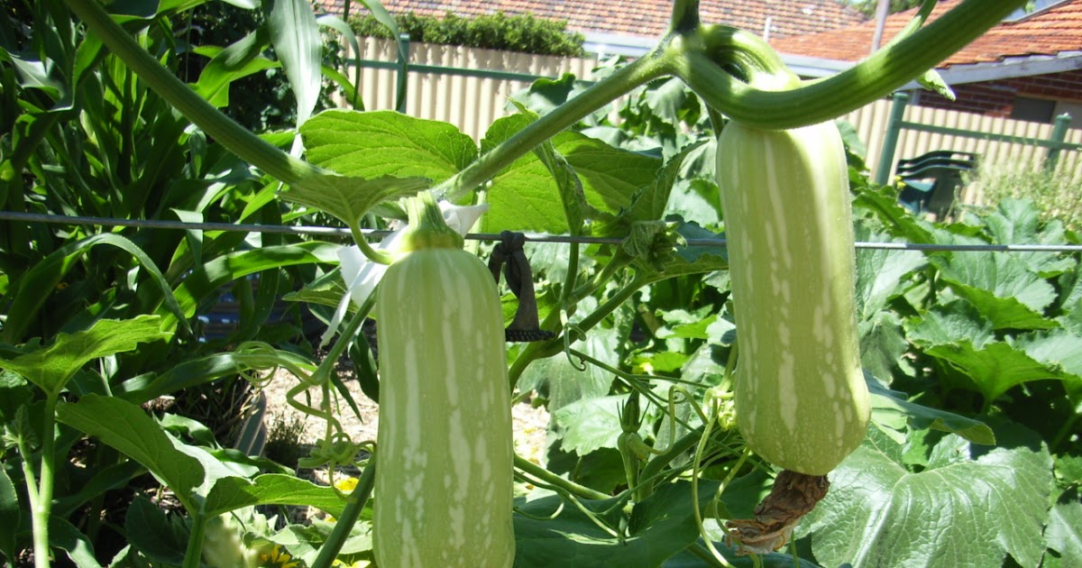 perpendicular pumpkin Butternut Cross Pollination?