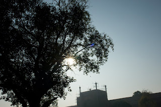 Sun shining through a tree in the Taj Complex