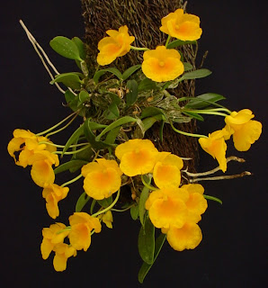 [Image: DendrobiumJenkinsii12.jpg]