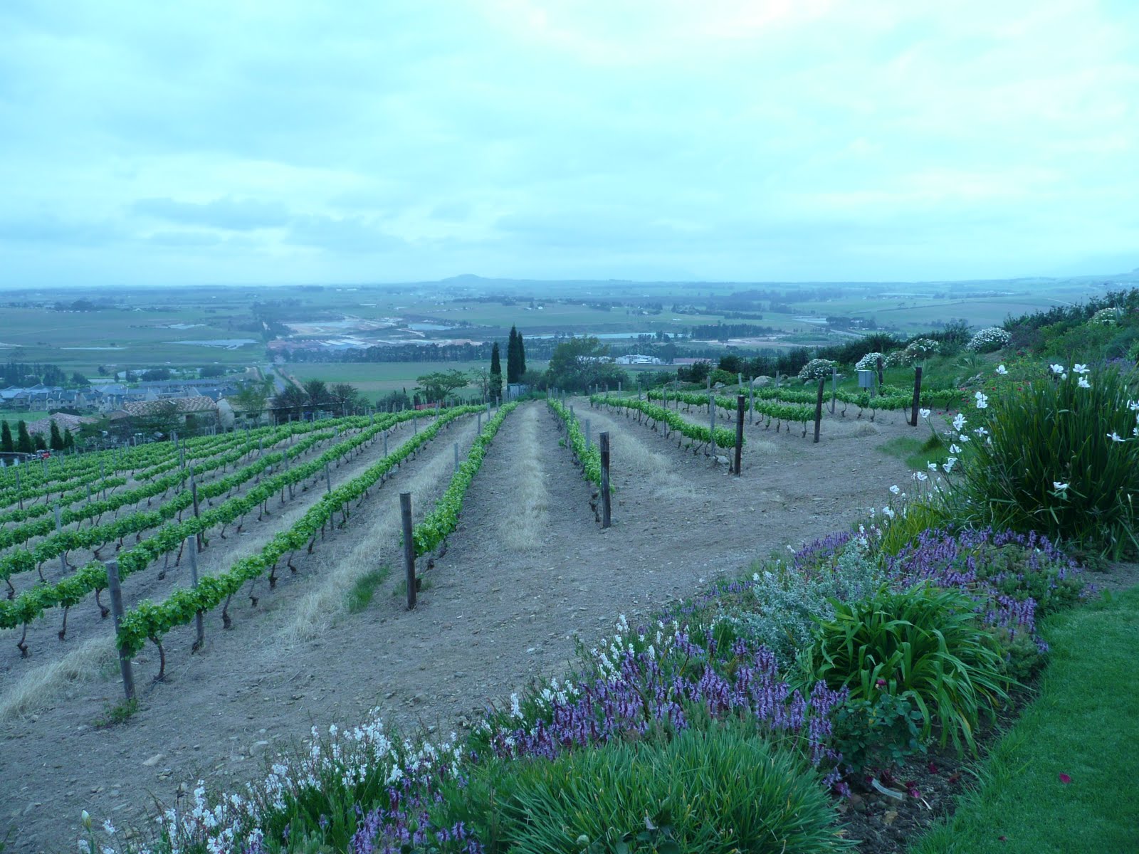 schillerwine Devon Rocks A Boutique Producer of Pinotage in South