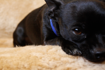 Black Chihuahua Puppy