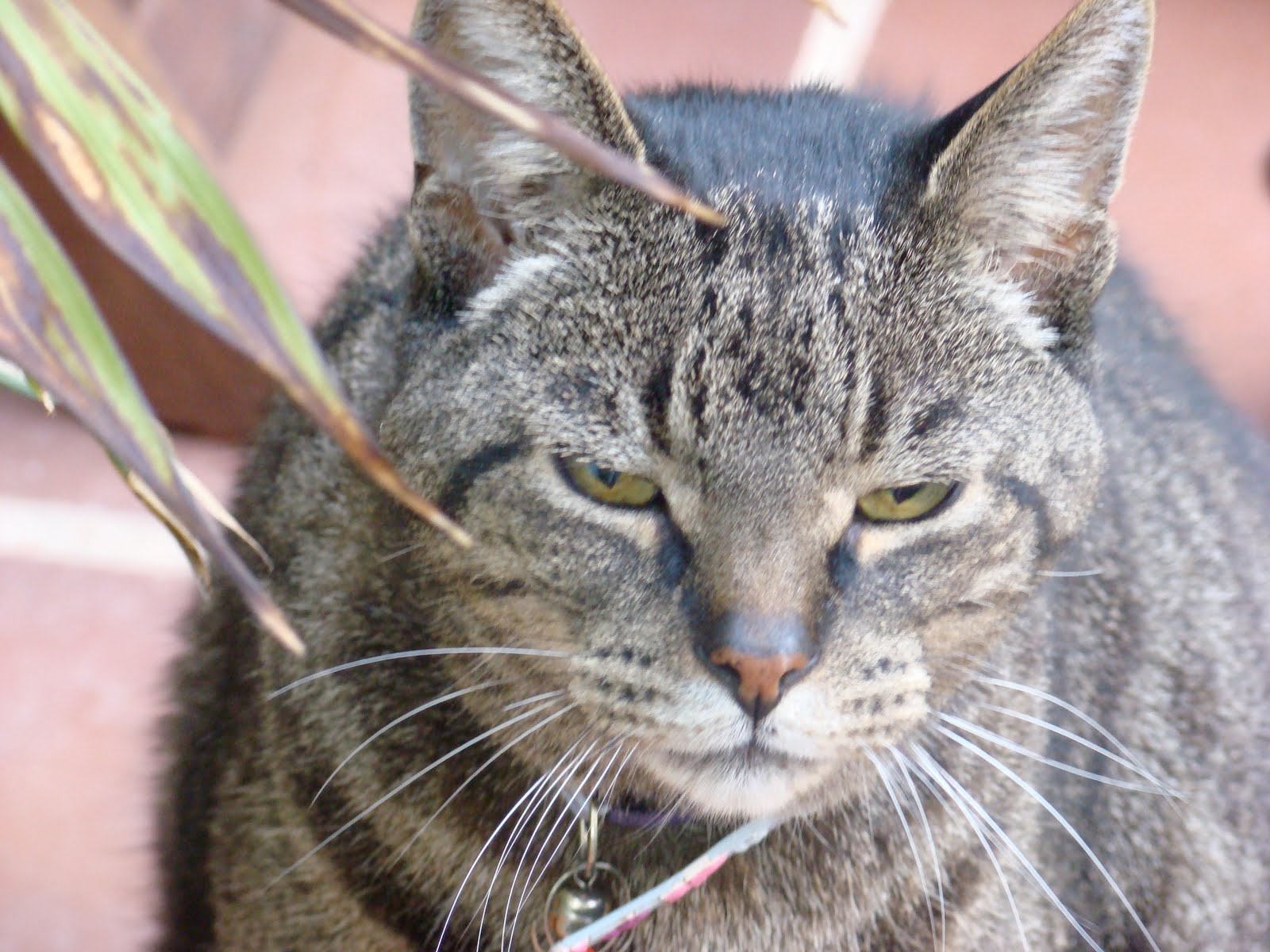 Cat Power | For The Sake Of The Song