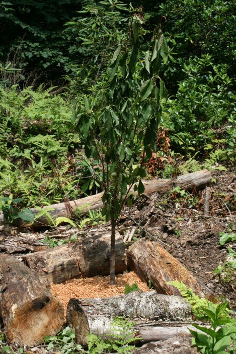 The Öko Box: Planting My Dwarf Fruit Trees