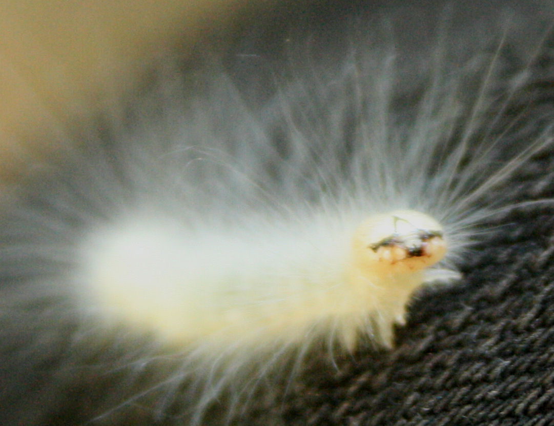 White Hairy Caterpillar 18