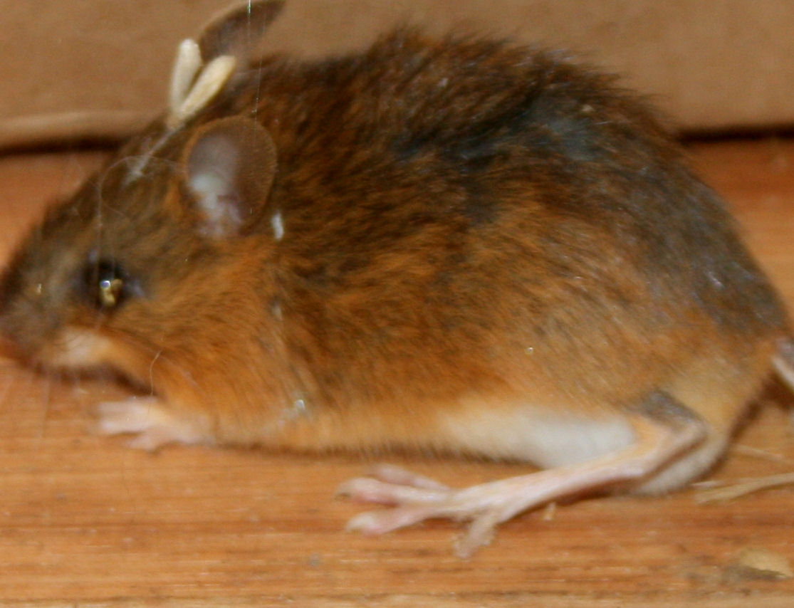 The Öko Box Long Tailed "Kangaroo" Mouse (AKA Woodland Jumping Mouse)