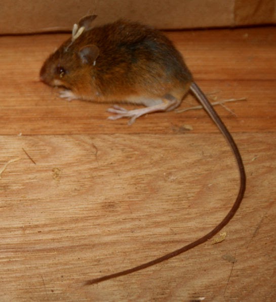 The Öko Box Long Tailed "Kangaroo" Mouse (AKA Woodland Jumping Mouse)