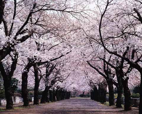 [tree.bmp]
