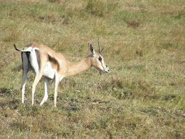 Or, is Thompson's gazelle the most common?