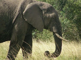 One of Africa's "Big Five"