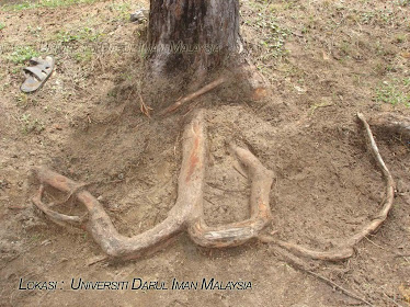 Akar Pokok