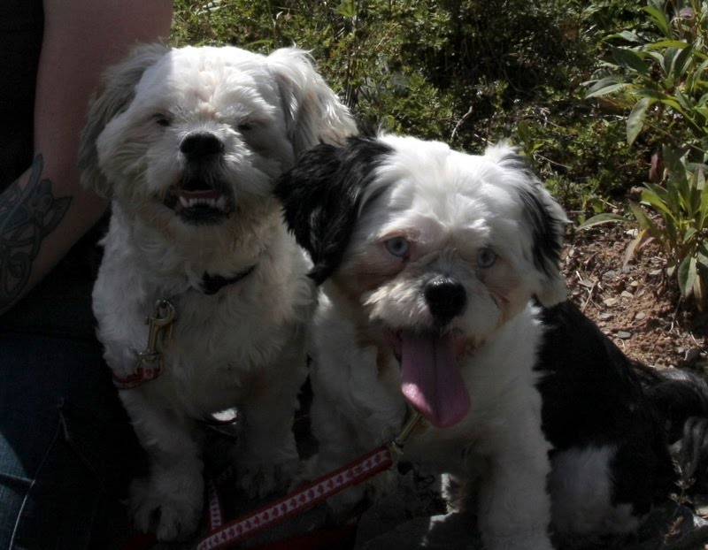 Me and my dogs in Halifax, Nova Scotia Today's Atlantic Small Dog