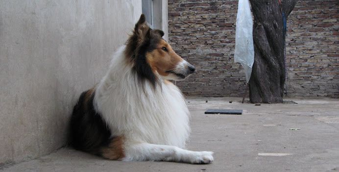 Yago - Rey en Lalys collies