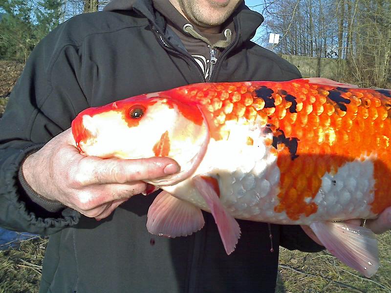 BCOnTheFly Koi / Carp Fishing BC