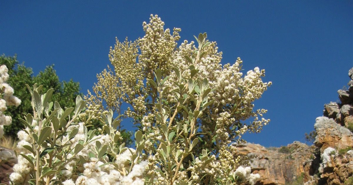 Indigenous tree list for the Cape Peninsula