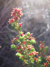 Passerina corymbosa