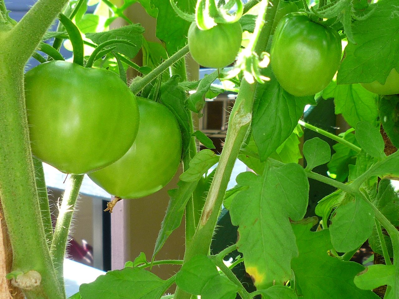 Lovemyclogs The story of the Arkansas Traveller tomato