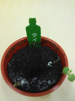 育てて楽しむ「小さな植木鉢」～Petit Planter～タイム観察日記４０日目の巻。