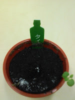 育てて楽しむ「小さな植木鉢」～Petit Planter～タイム観察日記４４日目の巻。