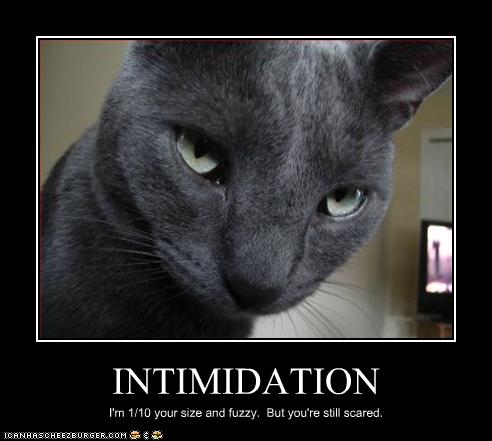 [funny-pictures-cat-is-intimidating.jpg]