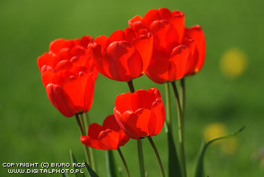 [tulipas.jpg]